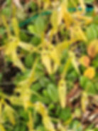 Barbosella cogniauxiana 2 - Jo Kelleher.jpg