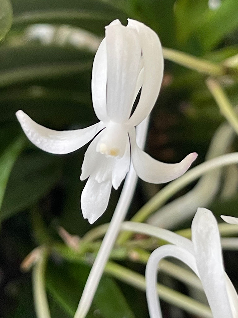 Vanda falcata 2.jpg