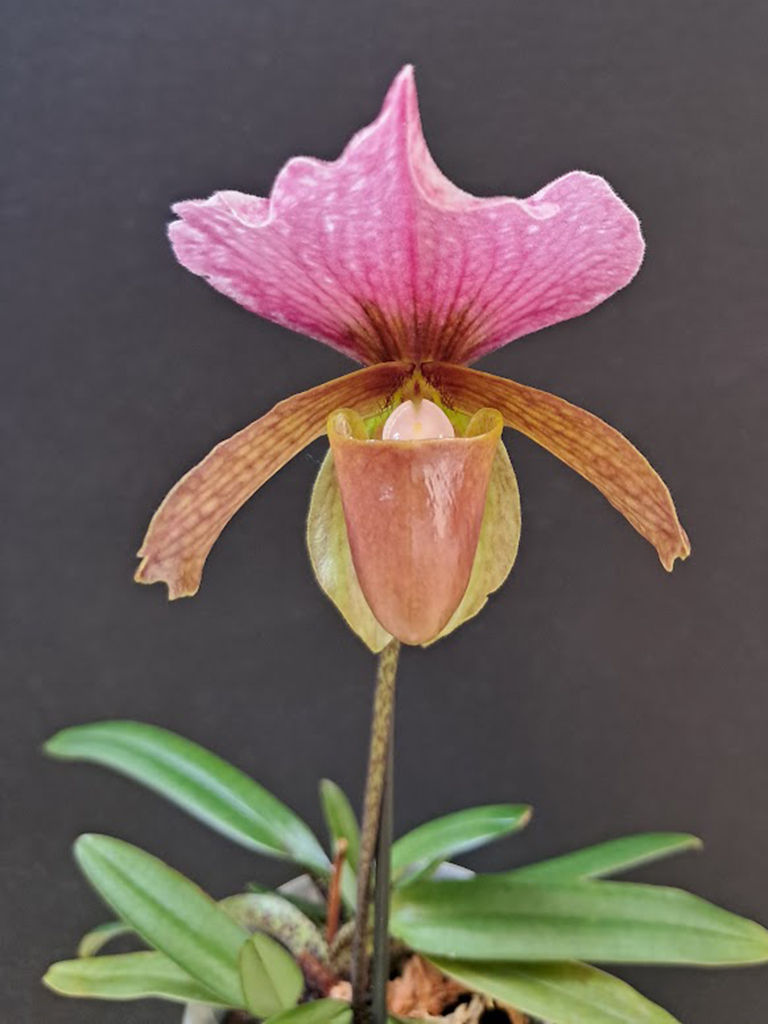 Paphiopedilum charlesworthii 1 - Bob Dales.jpg