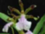Alan Wild's beautifully grown Zygopetalum crinitum