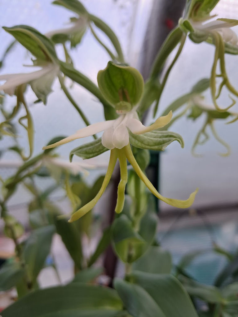 Bonatea speciosa 2.jpg