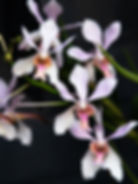 Papilionanda Pink Fairy 1 - Diana Petrokaite.jpg