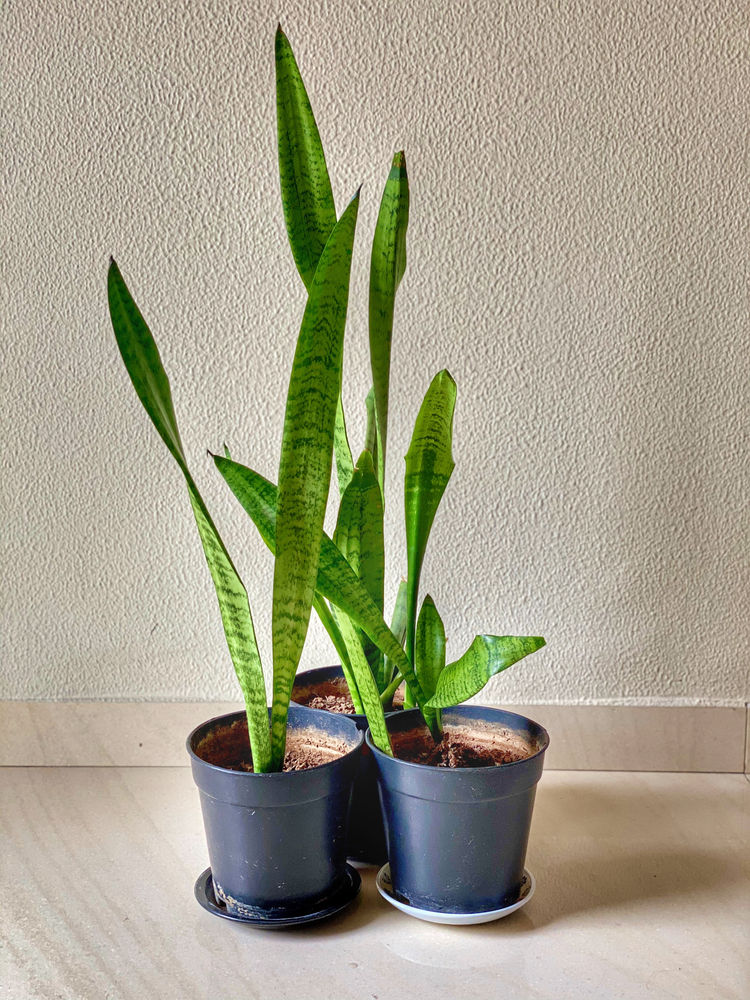 Snake Plants Everything you need to know