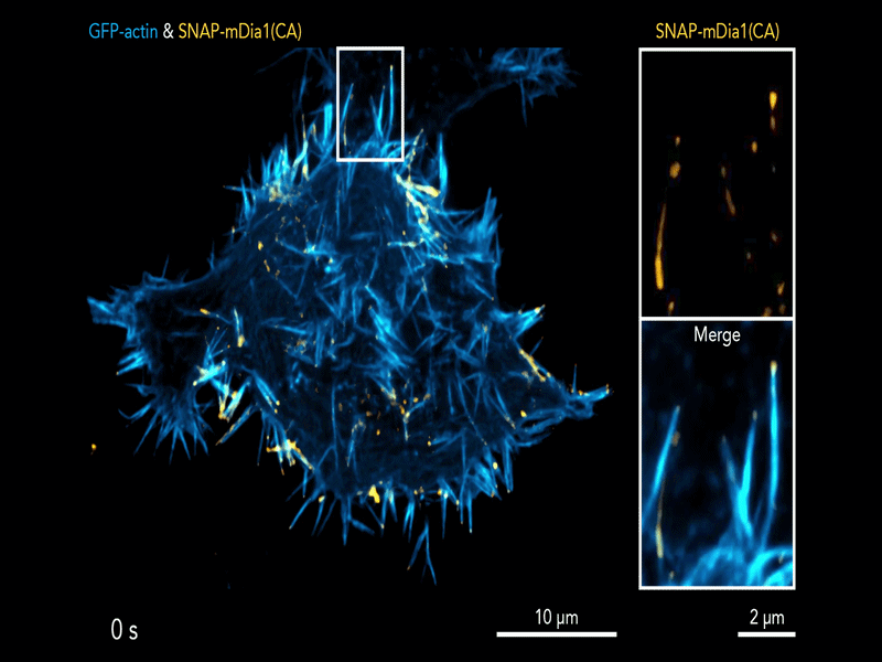Constitutively active mDia1 enables visualization of actin assembly in filopodia