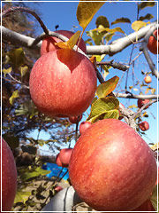 photo-apple2014.jpeg
