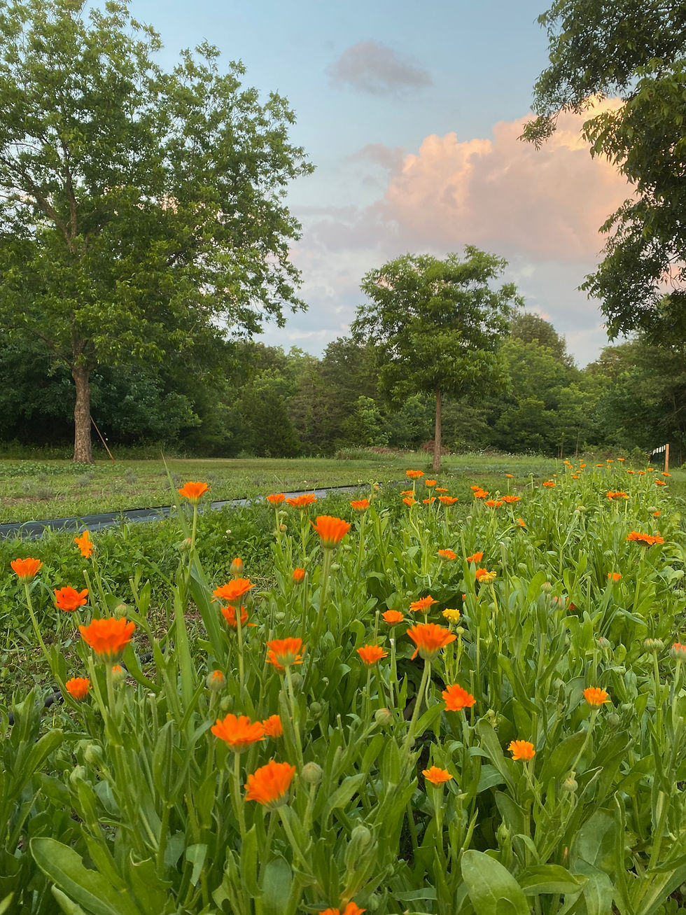 Thumbnail: Small farmed calendula fields.