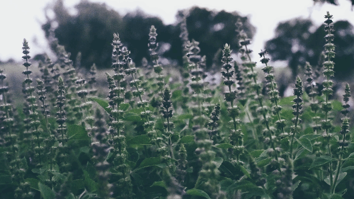 holy basil skincare