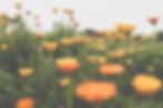 calendula.jpg