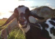 IMG_7030.jpeg