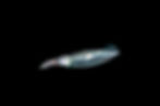Juvenile squid