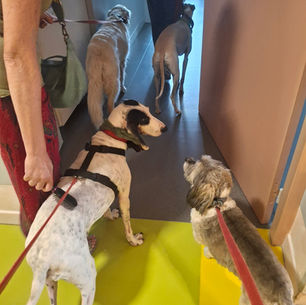 Les Godenettes à Trith St Leger avec Maddie Merlin Rosalie et Nevy