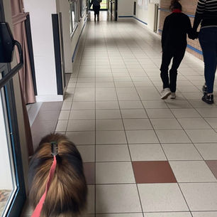 Séance mensuelle à la Marelle , peu de mots mais beaucoup de sourires et de caresses, voire de bisous ! Nos deux BG TAREK et TOFFEE ♥️🐾