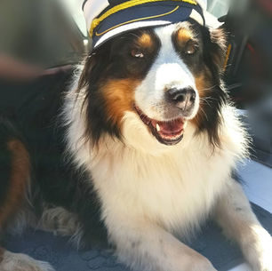 Après CHIEN MÉDIATEUR, Moïra est devenue CAPITAINE le temps des vacances 💕🐾🐾💕