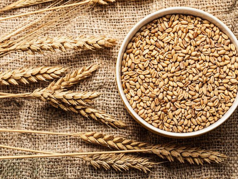 Wheat Market Size, Share and Growth Analysis 2026-2035