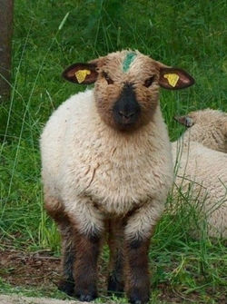 Capture d’écran 2025-10-29 172840