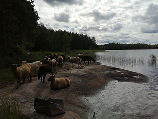 IMG_20220719_112235.jpg