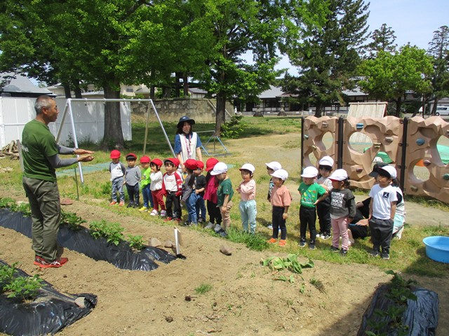 R8年度ゆり・ひまわり・さくら組野菜の苗植え<3・4・5歳児>