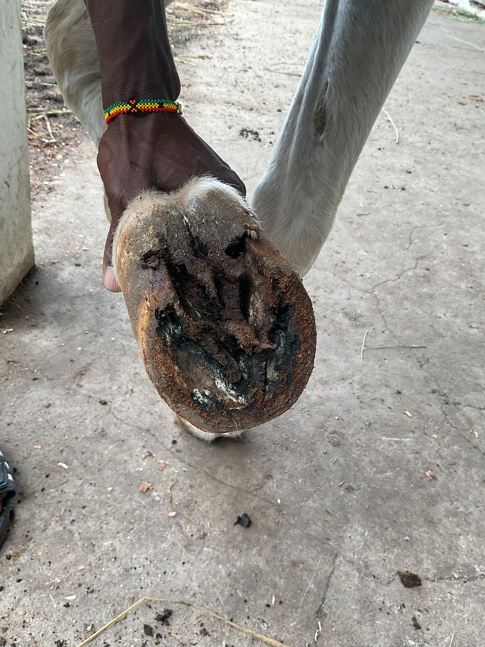 Rainbows foot (severe thrush and degeneration)