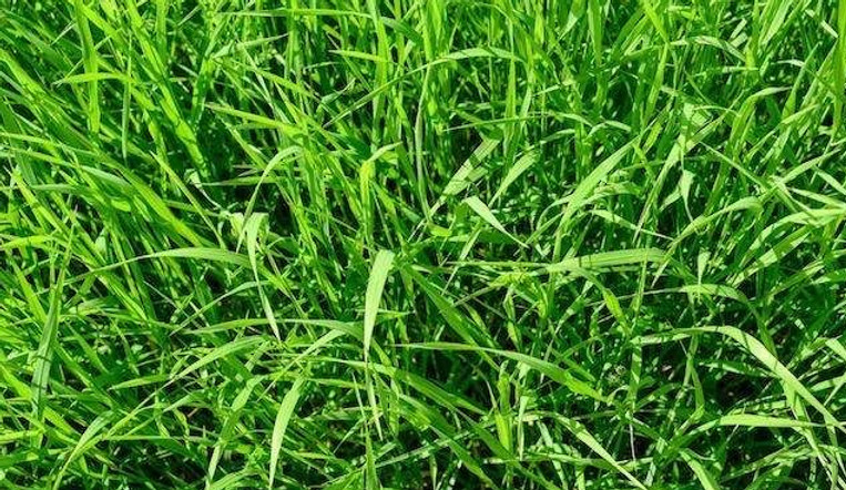 Grass.jpeg