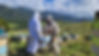 Manuka Honey Production NZ