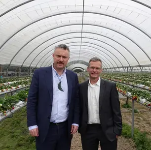 Kaikohe Berryfruit and T&G Fresh partner to expand berry operations