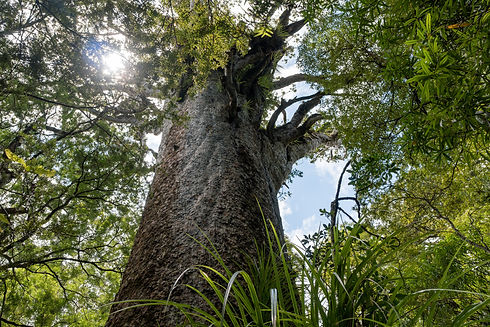 Tane Mahuta
