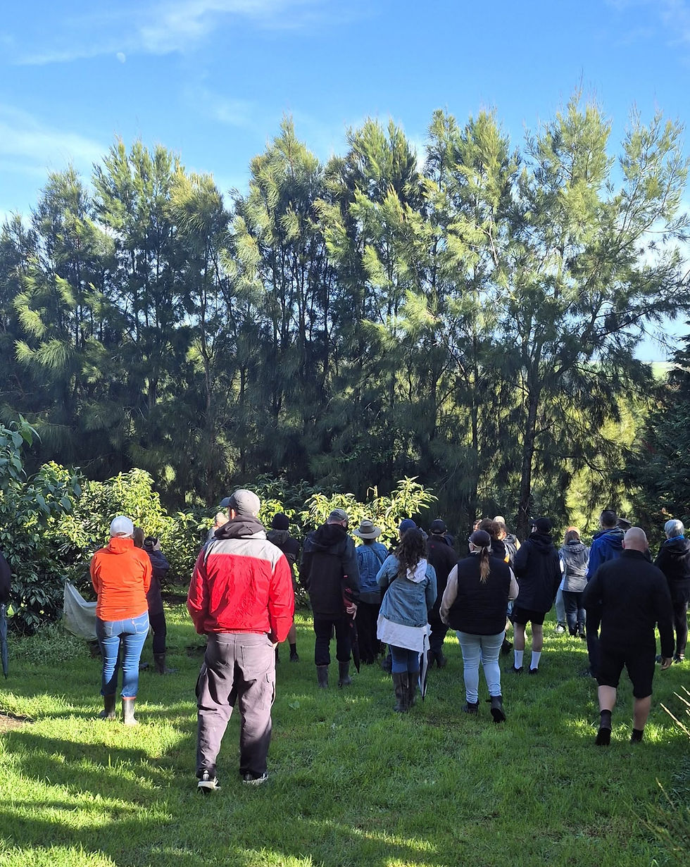 Brewing a New Industry: NZ Coffee Growers Gather at Ngāwhā Park