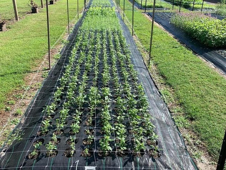Laying down landscape fabric in a garden.