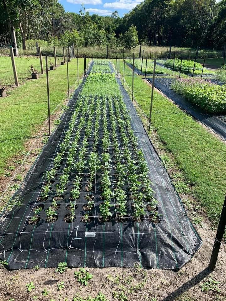 Vegetable rows growing through weed barrier fabric.