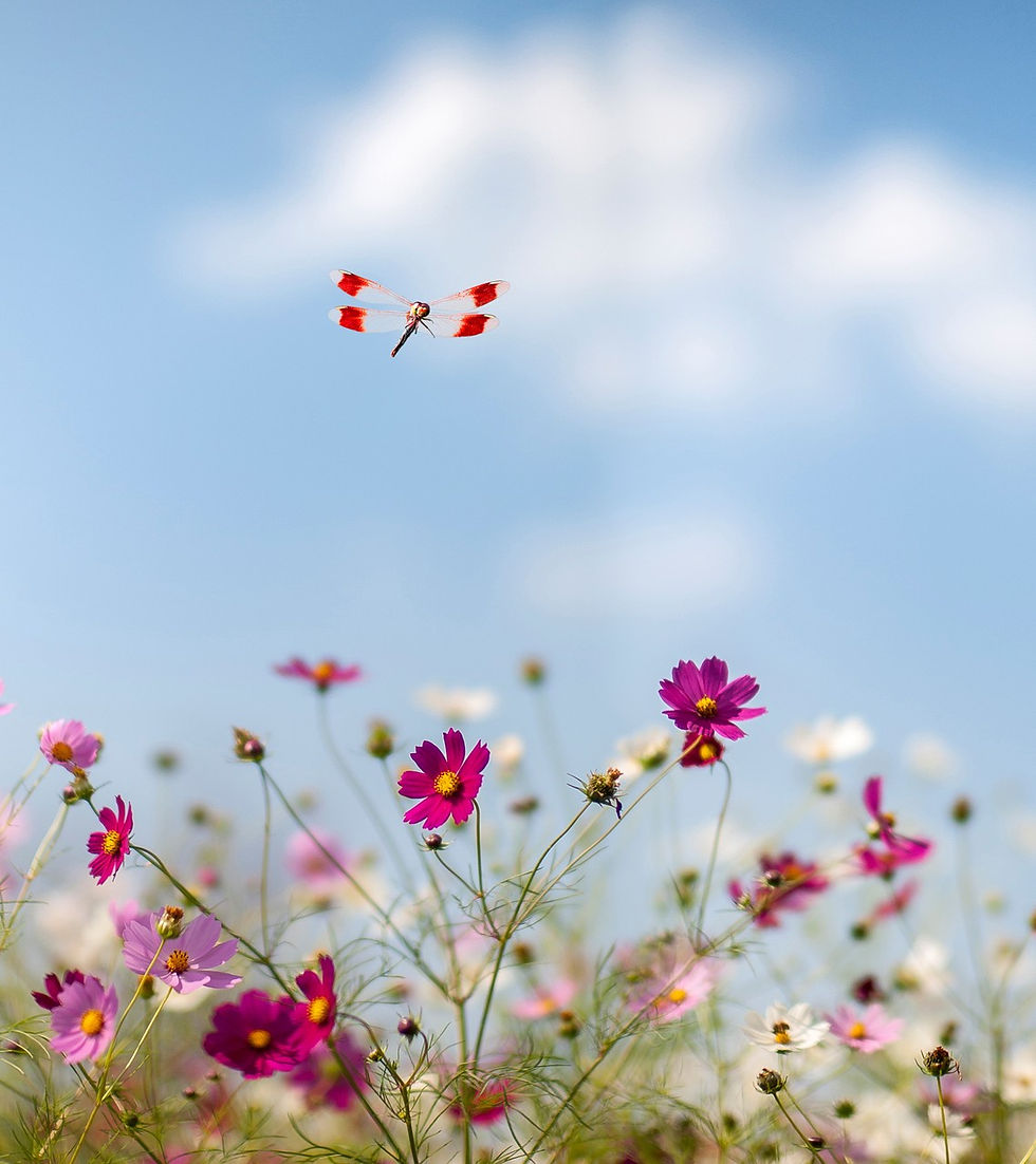 WhatsApp Image 2016-11-22 at 16.02.34 (9)