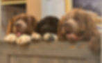 459007464_1035274585275551_968651203994091346_n_edited.jpg