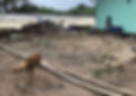 Bo Thong Lang-Neutering Project.jpg