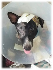 Sponsor a dog