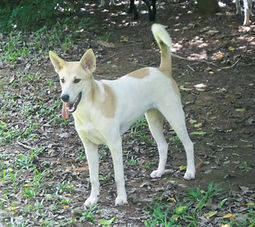 A dog