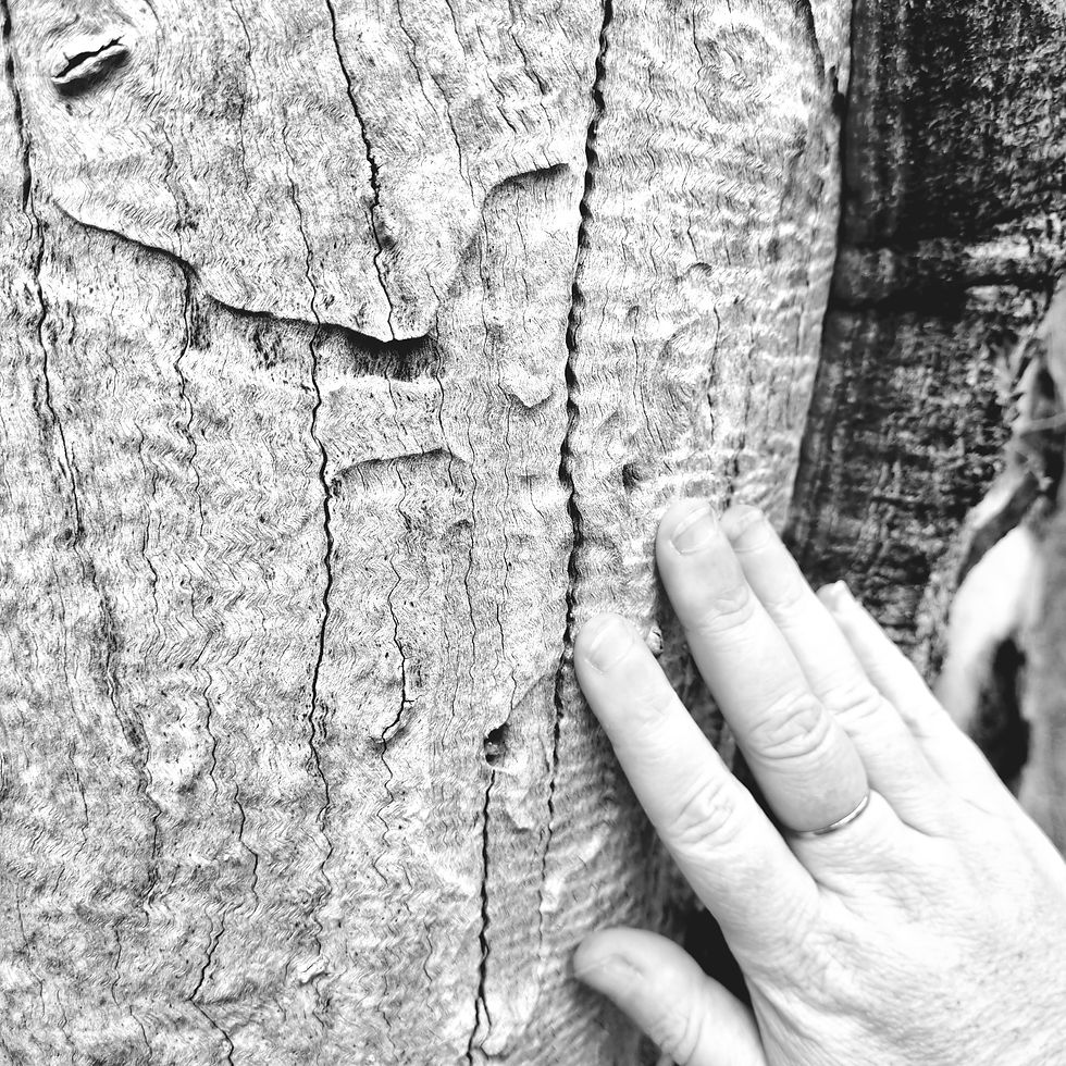 Author's hand touching tree bark in connection and respect