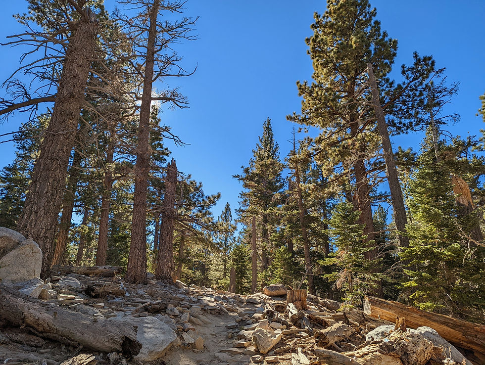 Mount San Jacinto State Park Forest