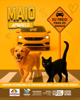 Transito e animais!