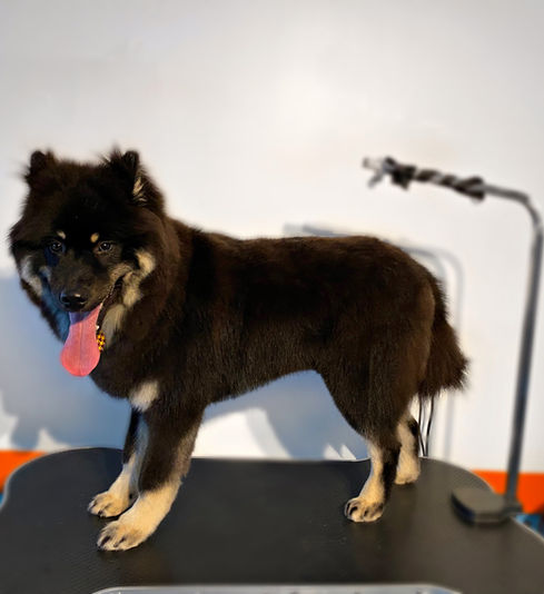 OREO - EURASIER & SAMOYED MIX