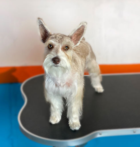CLOVE - MINIATURE SCHNAUZER