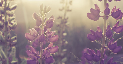 lupines_small.jpg