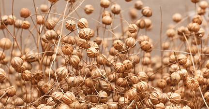 Linseed-small.jpg