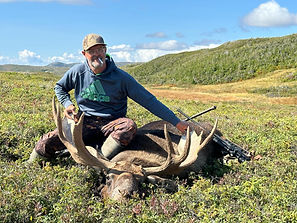 Newfoundland Moose.jpeg