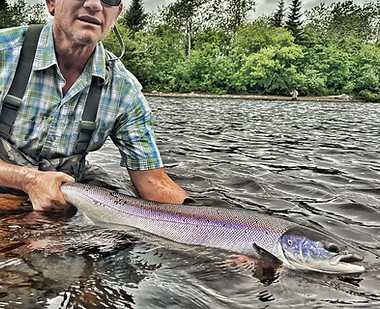 Big Atlantic Salmon