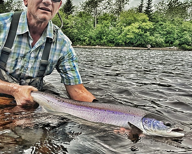 Large Atlantic Salmon