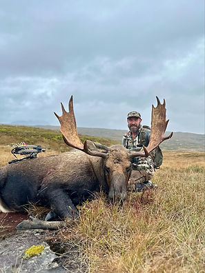 Newfoundland Moose.jpeg