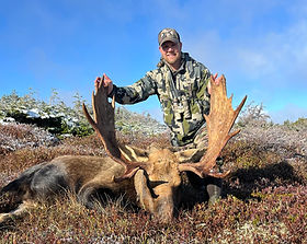 Newfoundland Moose.jpeg