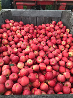 mt ridge farms-apples
