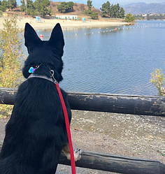 zoey looking out at lake.jpg