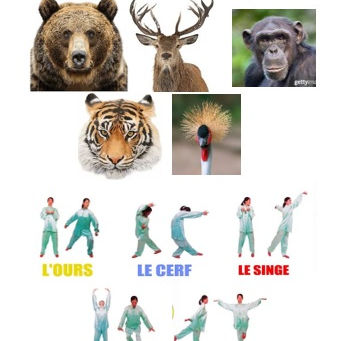 Wu Qin Xi – Qi Gong des cinq animaux pour énergie et équilibre