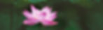Ksama Lotus.jpg